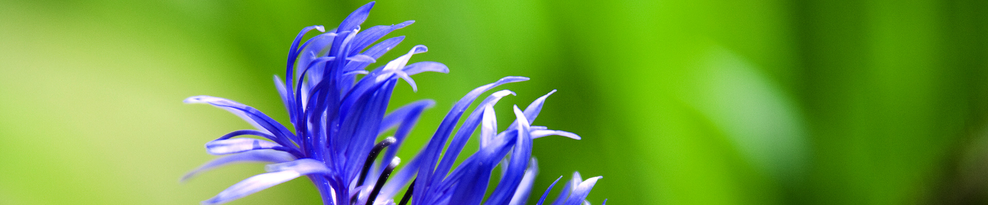 banner image
